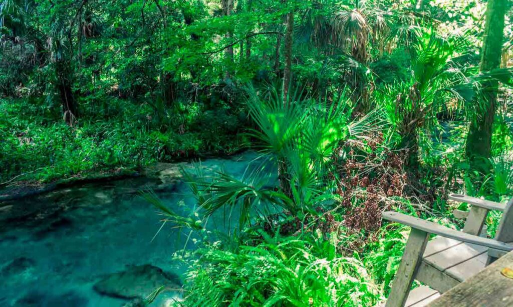 Cenote cristalino con vegetación en la ruta de los cenotes